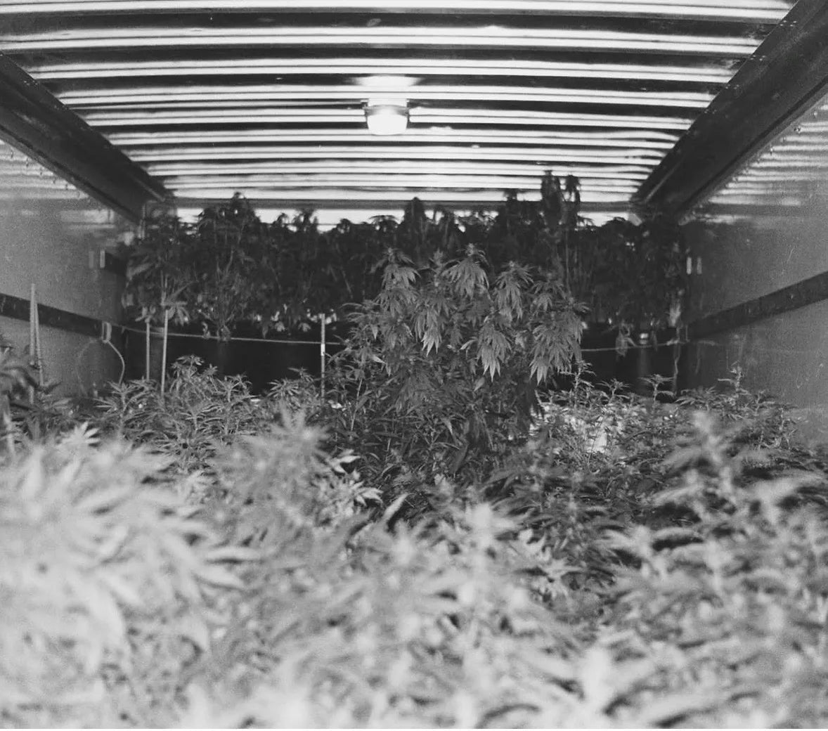 Black and white photo of hemp plants growing inside a truck trailer